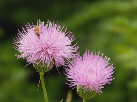 Bee Buried in a Flower