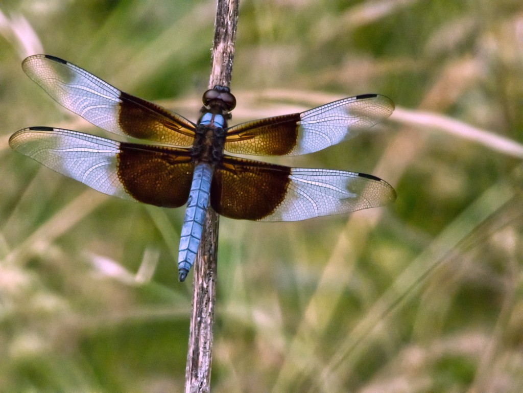 Blue Dragonfly