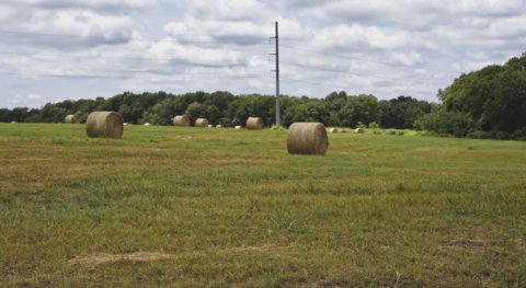 Hay Bales