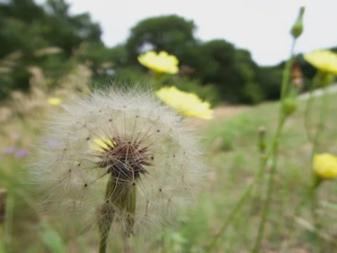 Dandelion