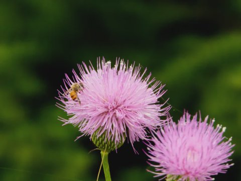 Gathering Pollen