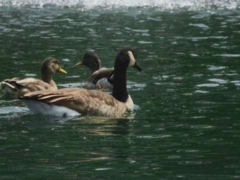 ducks at Bolin Park