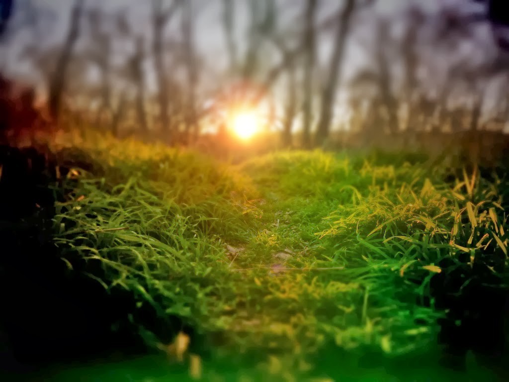 The sun, seen from ground level, dipping toward the horizon on an early spring evening on the American prairie, its rays illuminating a small patch of grass in the foreground, with a line of denuded trees in the background.